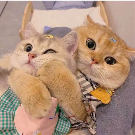 Aesthetic Gambar Kucing Couple Terpisah Pp Wa Kucing Gemoy Imut Lucu Dan Aesthetic Pikipo