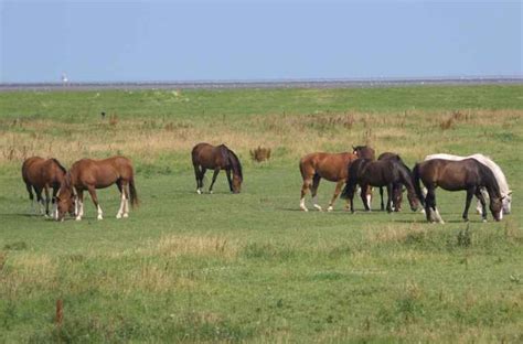 prairie national wild horse refuge