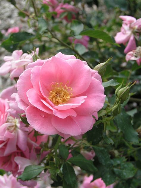 Prairie Princess Shrub Rose