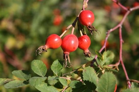 Prairie Rose Hips