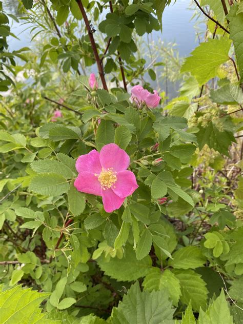 Prarie Rose Secrets: Nature’s Hidden Beauty