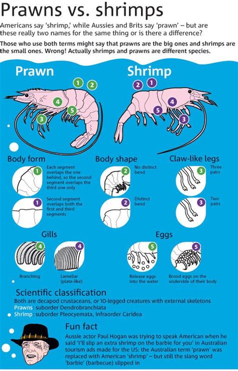 Prawn And Shrimp Differences