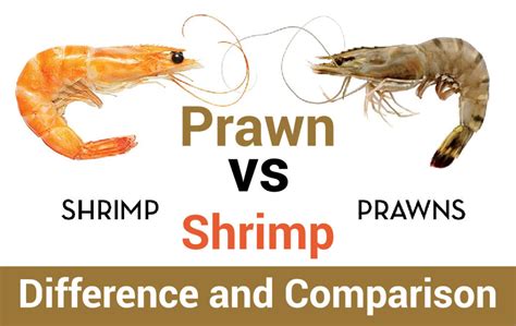 Prawn And Shrimp Same