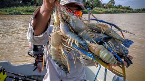 Prawn Shrimp Fishing