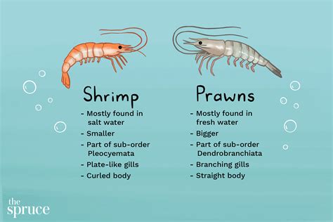 Prawn What Shrimp