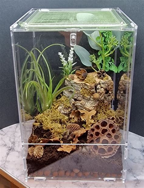 Praying Mantis Enclosure