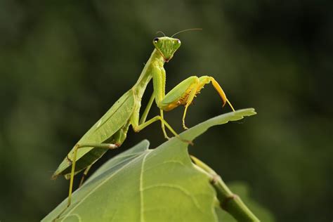 Praying Mantis Order