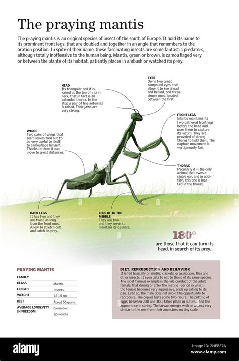 Praying Mantis Qualities