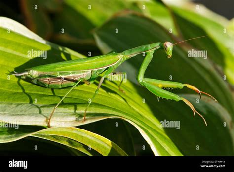 Praying Mantis Quebec