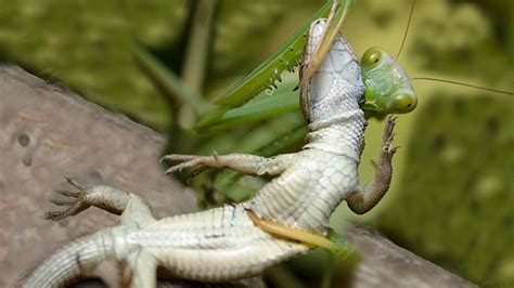 Praying Mantis Vs Lizard