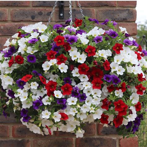 Pre Planted Hanging Baskets