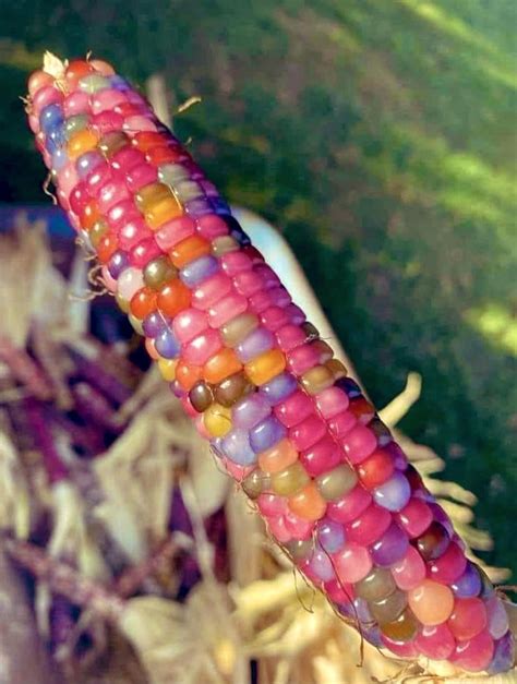 Pre-Colonization Glass Gem Corn