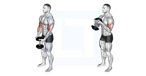 Preacher Curl Without Bench