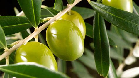 precio kilo de olivas