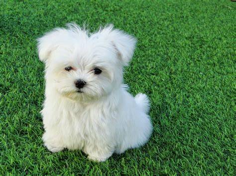 Cachorro Bichón Maltés macho toy Comprar perros y cachorros. Consulta