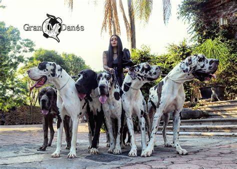 Cachorros Gran Danés Arlequin 15,000.00 en Mercado Libre
