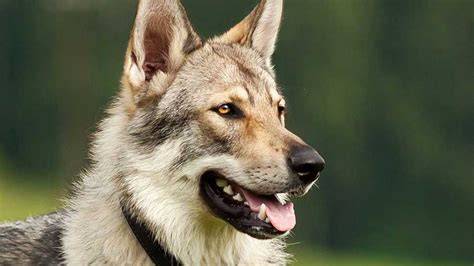 Orange Czechoslovakian Wolfdog puppy for sale near Memphis, Tennessee