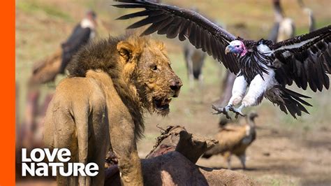 Predation and its effects on vulture lifespan