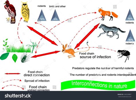 predator-prey relationships