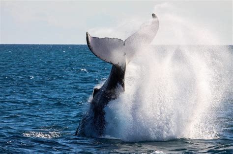 predators of humpback whales