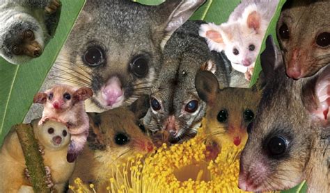 Predators Of Possums In Australia