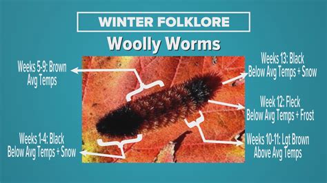 Predict Winter by Wooly Worms: Simple Yet Intriguing Weather Forecast Trick