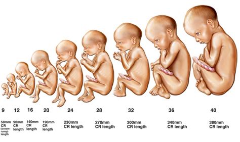 pregnancy and child development