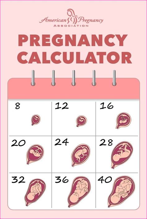 pregnancy by week calendar