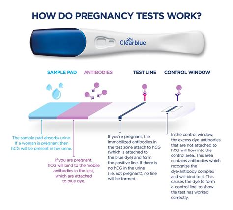 pregnancy test calendar