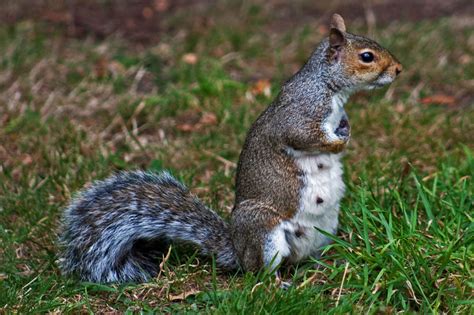 pregnant squirrel behavior