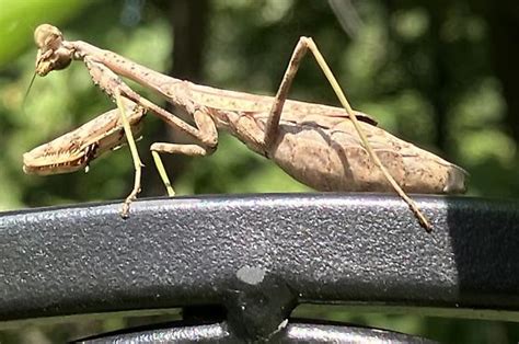 Pregnant Stick Bug: Unlocking Mysteries of Female Reproductive Habits