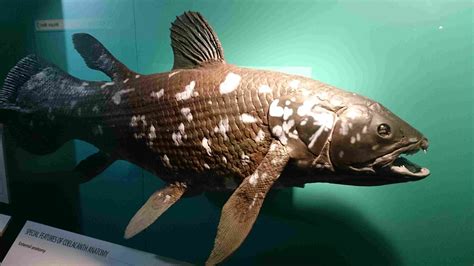prehistoric fish coelacanth