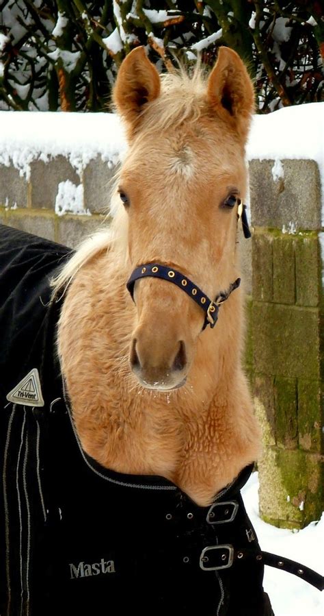 preloved horses for sale northumberland