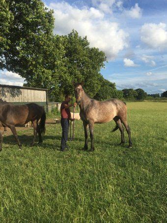 preloved horses for sale yorkshire