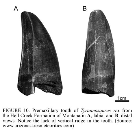 Unveiling the Mystery of Premaxillary Tooth T-Rex: Fossil Discoveries