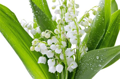 premier mai muguet