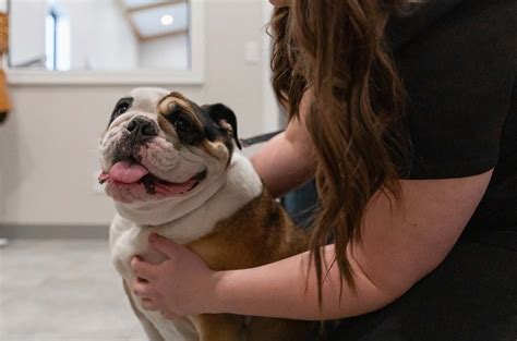 Premier Pet Boarding