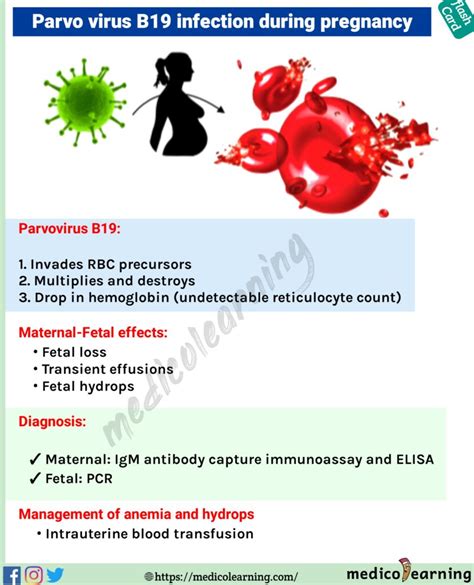 prenatal client with parvovirus b19