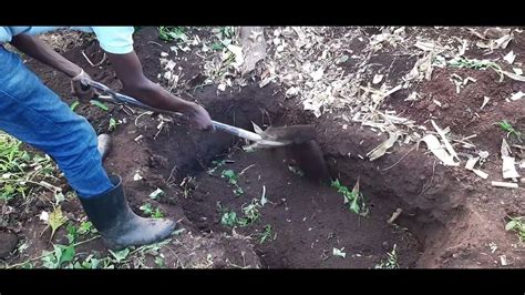 Preparation Of Compost Manure Using Pit Method