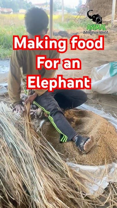 preparing elephant food