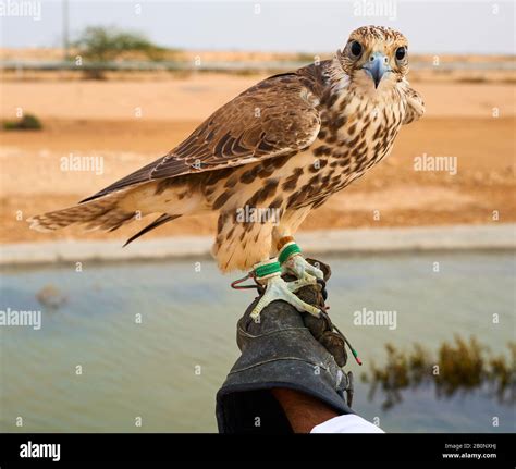 preparing for falconry