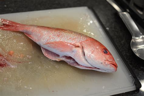 Preparing Longjaw Mud Snapper for Cooking