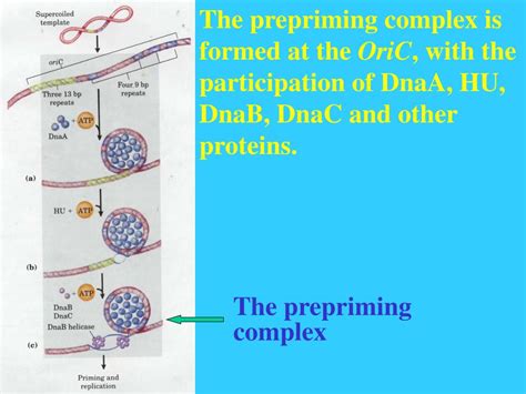 Prepriming Complex Components