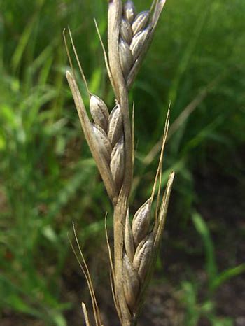 prerequisite For apply This bearded darnel