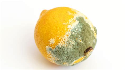 Preserved Lemons Gone Bad