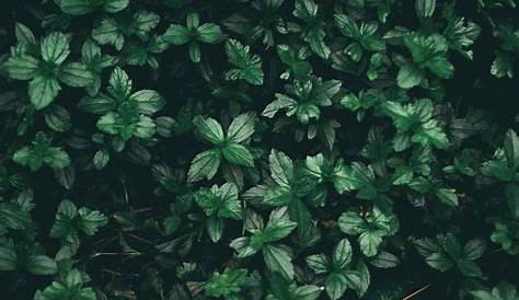 Green Aesthetic Wallpapers - Top Free Green Aesthetic Backgrounds