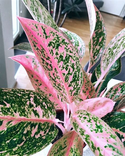 Pretty in Pink 15 Pink Houseplants That Add a Pop of Color Article