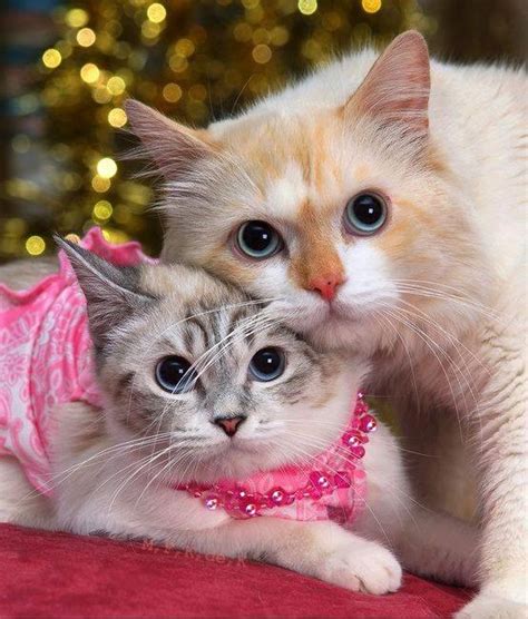 pretty kitties