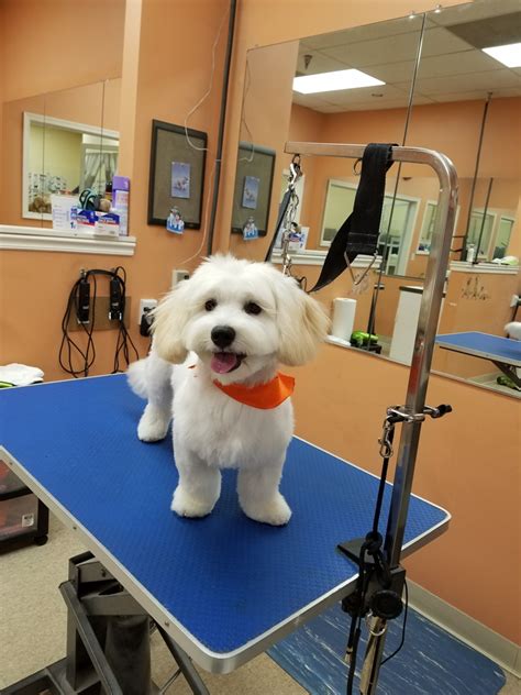 pretty paws dog grooming central point