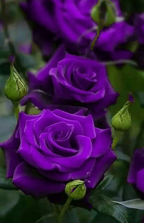 Pretty Purple Mini Roses